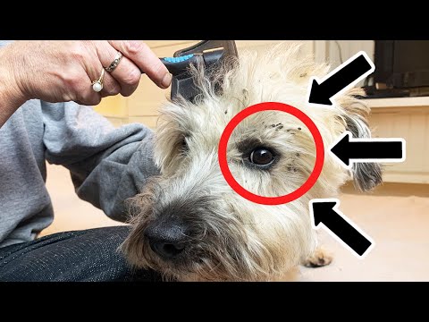 YouTube video about: How to get dried blood off dog fur?