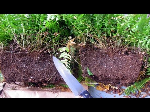 Cómo cultivar y cuidar los helechos en maceta para interiores espectaculares