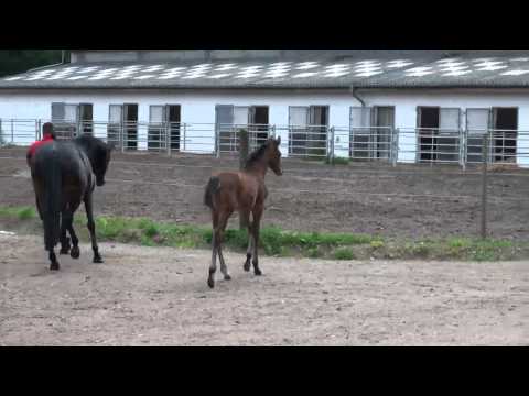2014 05 21 Emilio, Old. Hengstfohlen v. Escolar - Lord Sinclair - Glorieux