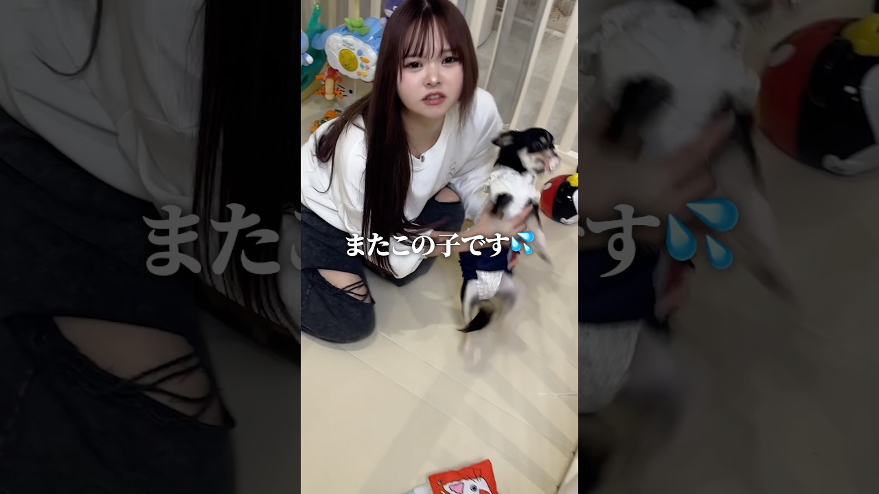 我が家に泥棒が新しい知恵と仲間を見つけてやってきました #shorts