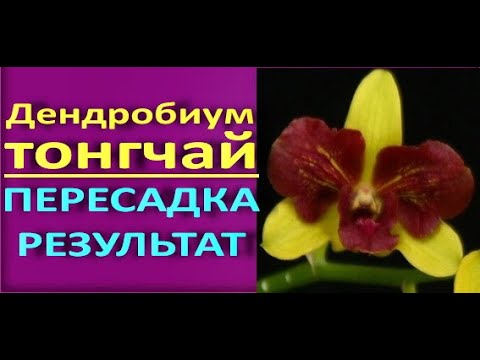 ОРХИДЕИ.Пересадка и РЕЗУЛЬТАТ Dendrobium tongchay gold 3lips (ДЕНДРОБИУМ тонгчай голд три липс).