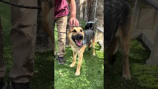 Video preview image #1 German Shepherd Dog Puppy For Sale in Pasadena, CA, USA