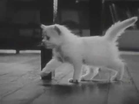 SEBASTIAN HACKEL - Hier war alles gut. (official)