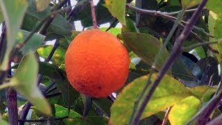 Orange Farm in Dahegaon, Nagpur 