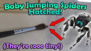 Our Jumping Spiders had Babies!!