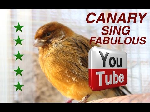 CANARY SINGING FABULOUS