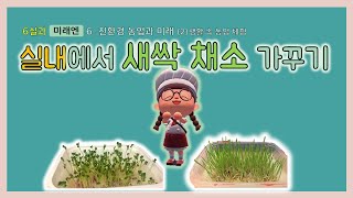 [실과]6학년 (미래엔) 6. 친환경 농업과 미래 (2) 생활속 농업체험- 새싹채소 가꾸기 (새싹보리, 밀싹)