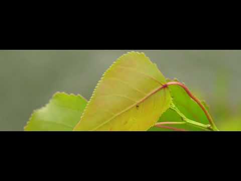 Video thumbnail for Spirit Of My Youth