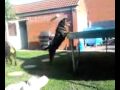 MY ROTTY PLAYING WITH KIDS ON TRAMPOLINE