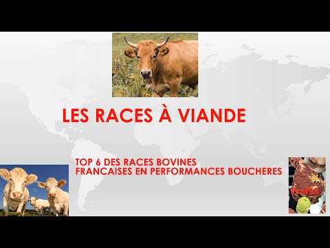 , title : 'Mon top 6 des races à viande bovine'