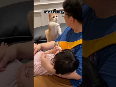 kitty just wants some milk ❤️🥹