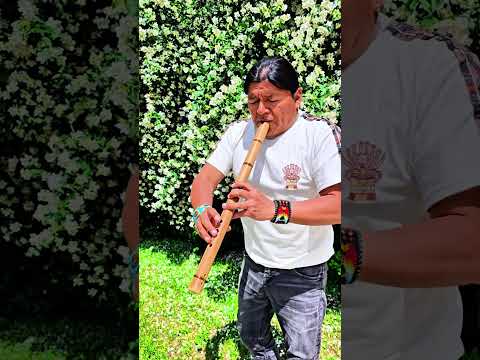 CHASKA ÑAWI #quena #quenacho #panflute #zampoña #nativeflutes #livemusic