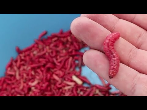 download lagu mp3 mp4 Maguey Gusano, download lagu Maguey Gusano gratis, unduh video klip Maguey Gusano