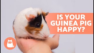 How to KNOW if My Guinea Pig is HAPPY 🐹 (7 Signs of Happiness in Cavies)
