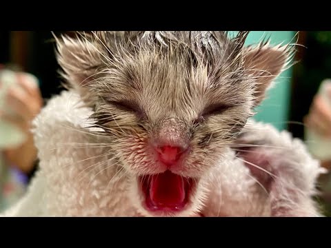 7 day old kittens: Stimulate to Eliminate