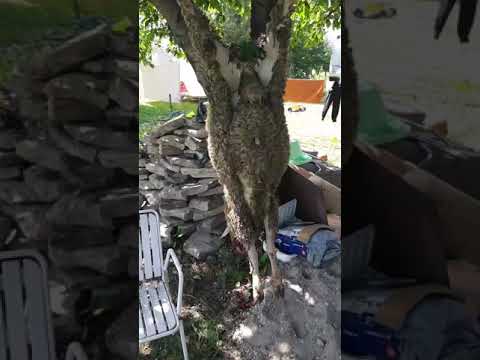 birka feregtelenito