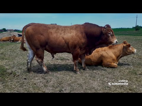 Uzgoj limuzin goveda se GARANTOVANO isplati!