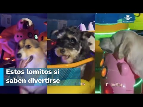 Suben a lomitos a un carrusel mecánico y conquistan las redes sociales