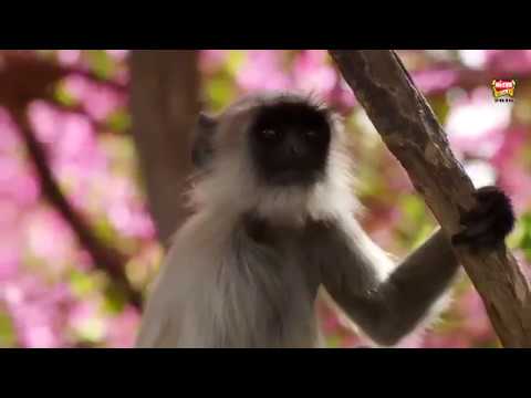 La Ilaha Illallah   Anus Younus   Hamd 2016, All Time Hit Humd   Arabic Humd