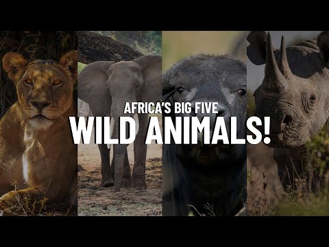 The “Big Five” Animals in Africa!