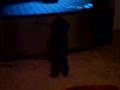 Faith Watching AFV