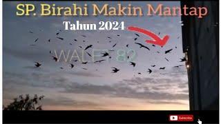Download lagu Sp. Pjw Birahi tetap jadi Suara Panggil terbaik tahun 2024. mp3