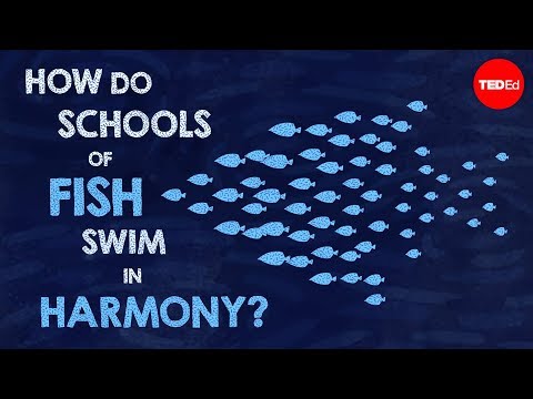 image-What is the function of lateral line system in fish?