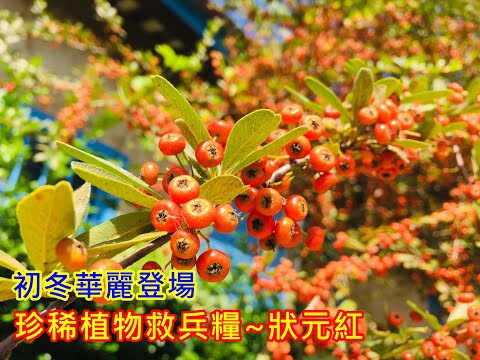 狀元紅風水