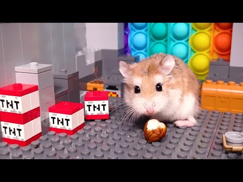 Major Hamster is an ESCAPE MASTER - Real life pet hamster escape stories