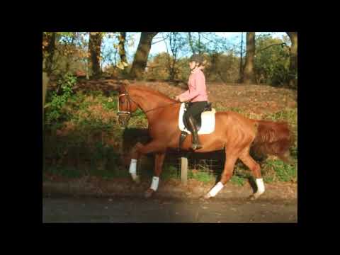 RAVELL 8j Hann. v. Rascalino for sale VB 10.000,- Euro