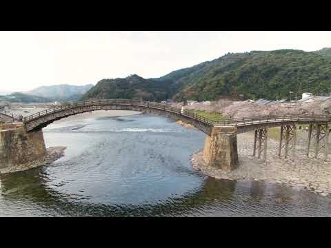 やまぐち映像図鑑 NO.151 錦帯橋（桜）［岩国市］ | Kintaikyo Bridge Cherry Blossoms [ Iwakuni-city ]