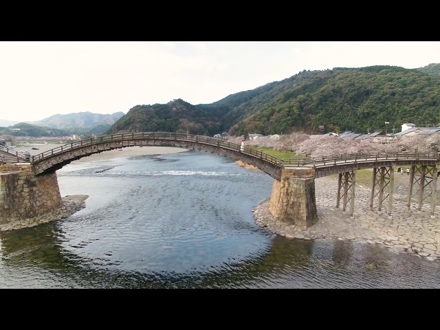 錦帯橋（桜）