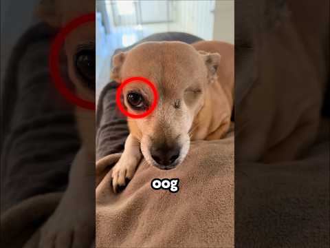 Perfecte Oplossing Voor Deze Hond!😁🐾 (@pollyspetproject/TT)