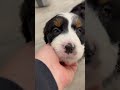 Mini Bernedoodle dogs for sale: Rocket - Video 1