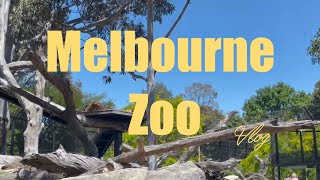 🇦🇺メルボルン動物園に行ってきました　メルボルンVlog