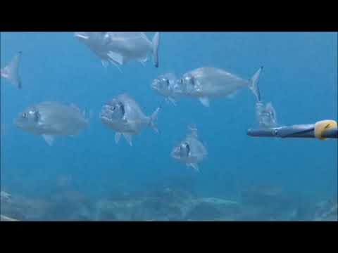 pescasub ...orate con il prodotto forchetta