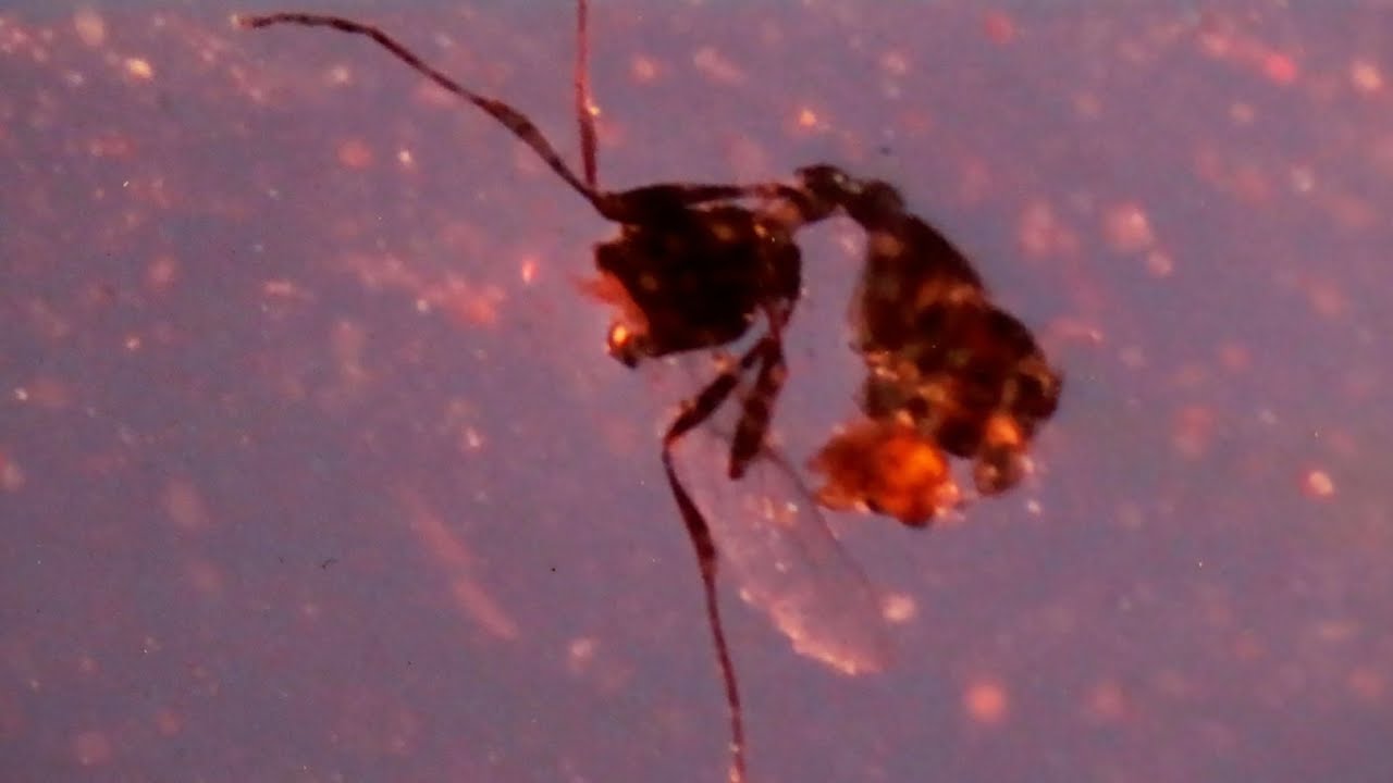 Plant (879 pages, 33 days) – teaser | IFFR 2021