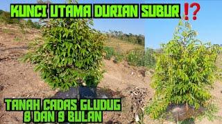 Download lagu TANAH CADAS GLUDUG DURIAN IS SPECIAL BECAUSE OF THIS⁉️ I WATERED 40 TREES MYSELF IN 2 HOURS FINIS... mp3 Download lagu TANAH CADAS GLUDUG DURIAN IS SPECIAL BECAUSE OF THIS⁉️ I WATERED 40 TREES MYSELF IN 2 HOURS FINIS... mp3