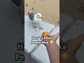 Wait For It Feeding Seagulls Birds Ocean Beach Shorts Animals Nature Explore