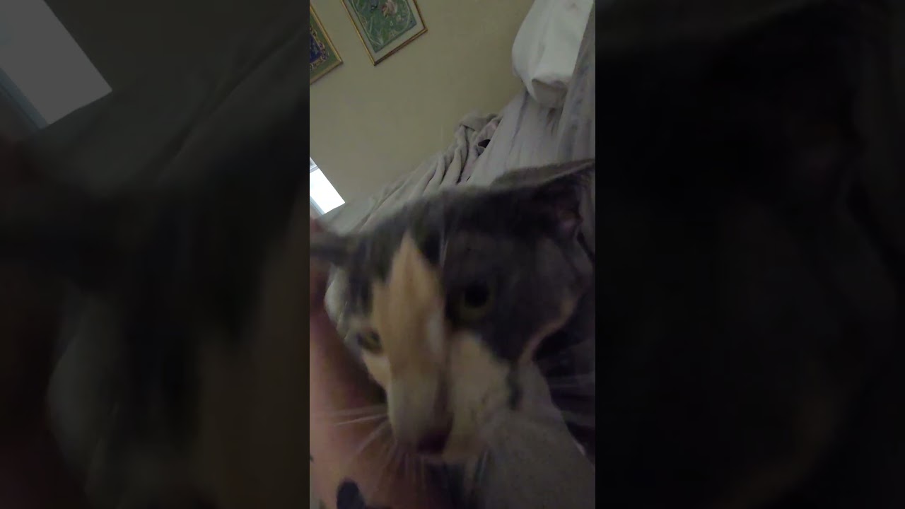 Enlarge Vespertine , an adopted Domestic Short Hair in Brattleboro, VT video 4/4