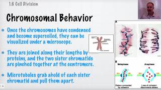 [IB Biology Topic 1 Revision] Cell Division