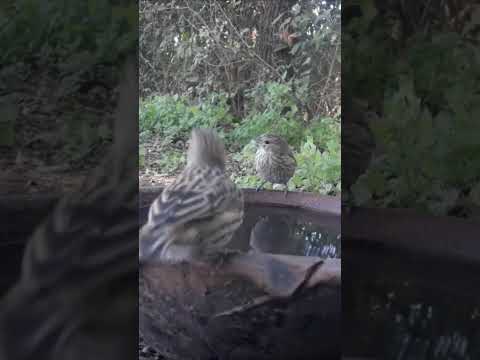 Birdday 038 Ratona aperdizada Nara Jilg Zorz 1706