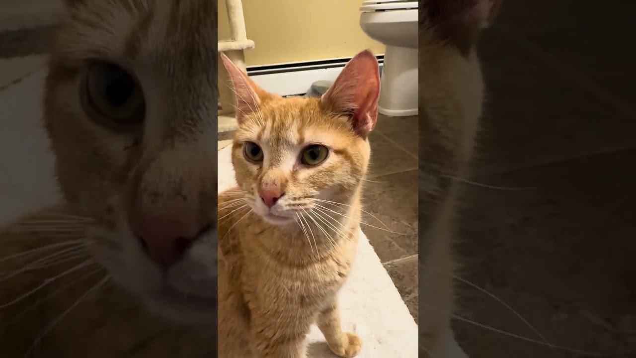 Marigold, a Adoptable Domestic Short Hair in Reisterstown, MD video 6/6