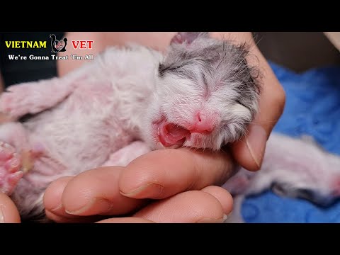 Saving 8 baby newborn kittens and their mama cat after 2 hours | Animal Vet Clinic