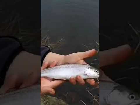 A Rainy Day Fishing Lafarge Lake .
