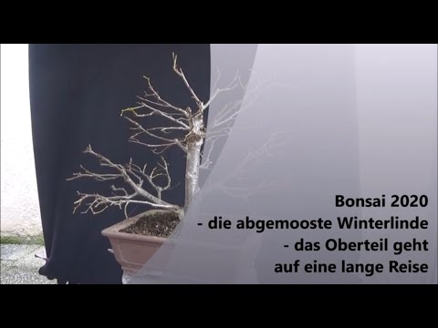 Bonsai 2020-47 - die abgemosste Winterlinde - das Oberteil geht auf eine lange Reise