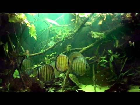 Wild Discus Aquarium