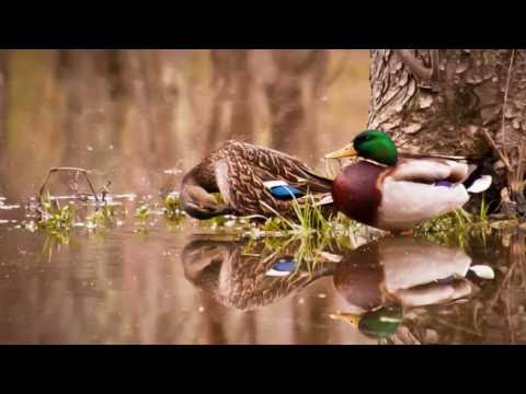 ( Renato Rascel )    -   " Buonanotte Al Mare "