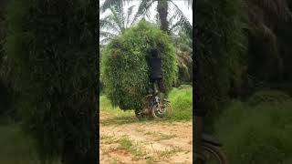 Download lagu gk ngarit mati sapi ku 😄 mp3