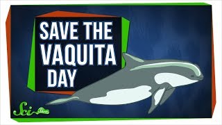 We Probably Can't Save the Vaquita—But We Can Learn From Them